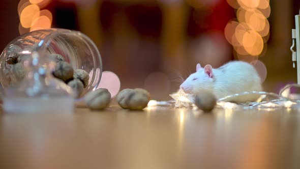 Funny white rat runs on the floor next to nuts