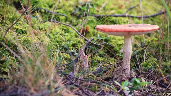 Poisonous mushroom with a red cap. The mushroom grows among the moss in the forest in autumn.