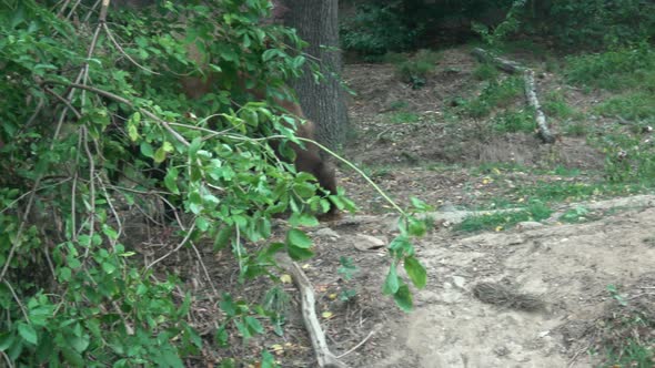 Brown bear moving in the forest