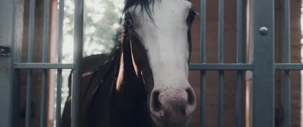 Horse in a Stable alt