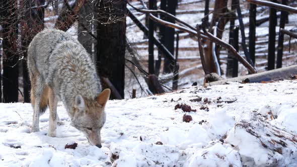 Wild Wolf Coyote or Coywolf Winter Snowy Fores California Wildlife Fauna USA