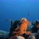 Flathead Scorpionfish - VideoHive Item for Sale