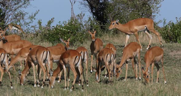 Impala, aepyceros melampus, Male and Females, Masai Mara Park in Kenya, Real Time 4K alt