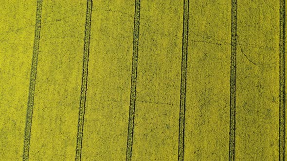 Aerial Above view of a yellow Rapeseed field in summer