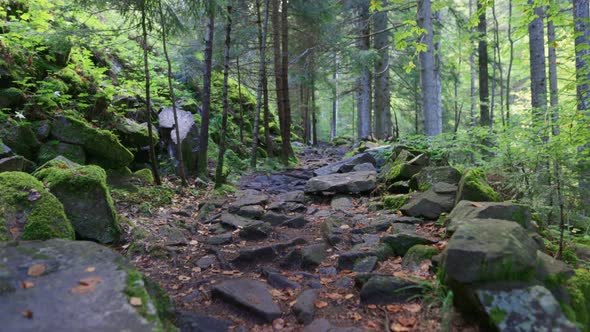 Camera Moves Along a Rocky Path in a Magical Forest. Dense Green Vegetation and Mossy Stones. Hiking alt