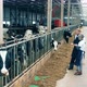 Two Experts are Observing and Discussing Farm Cows - VideoHive Item for Sale