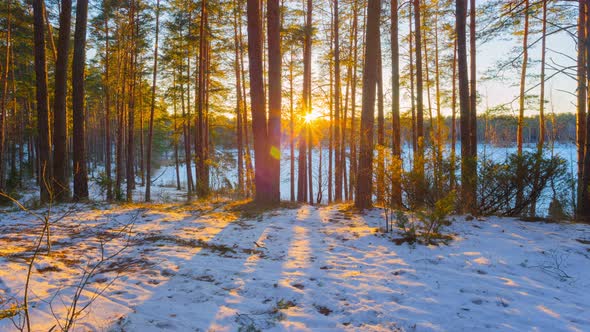 Forest Sunset Tl Pan4k