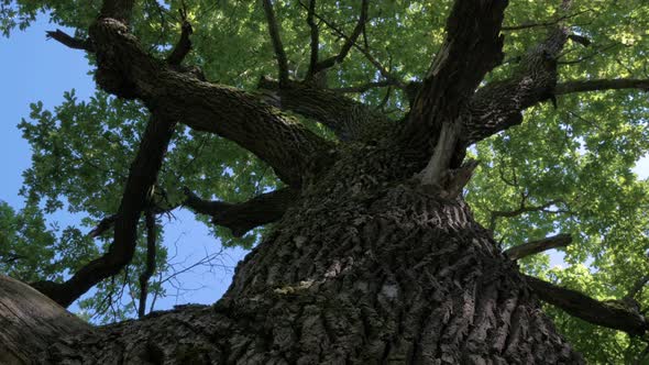 Look Up To Big Oak Tree in Summer Sunny Forest alt