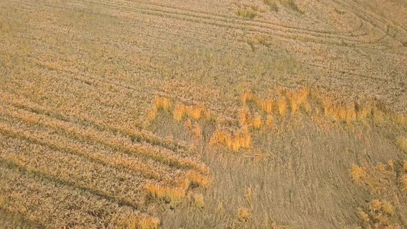 Aerial view of ripe farm field ready for harvesting with fallen down broken by wind wheat heads. alt