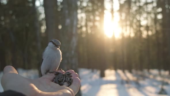 A Small Bird Sits on the Palm of His Hand and Eats a Seed in the Forest at Sunset