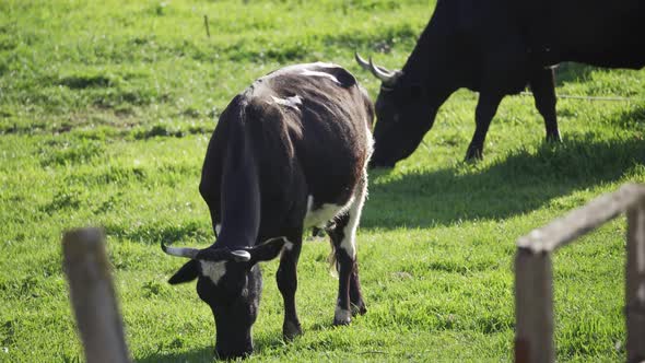Two Black Cows Graze in a Green Meadow and Eat Fresh Grass