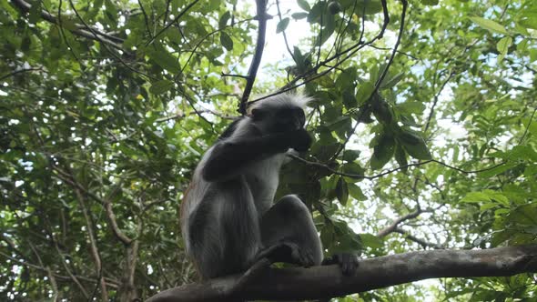Red Colobus Monkey Sitting on Branch in Jozani Tropical Forest Zanzibar Africa alt