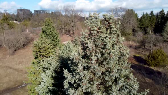 White Fir tree coniferous evergreen aerial view