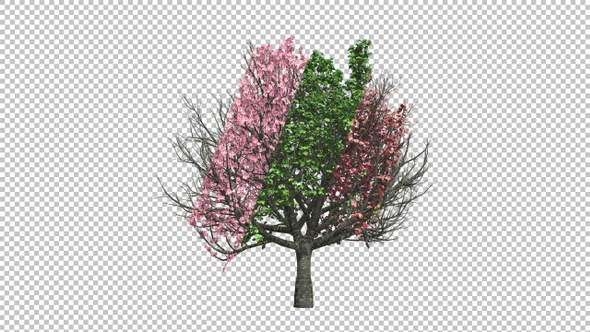 Tree Changing Seasons Timelapse
