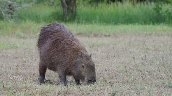 adult capybara grazing calmly in the grassy field. Wetlands South American big rodent alt