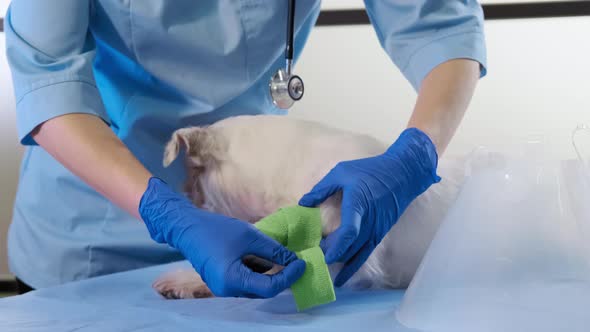 Close Up Footage of Veterinarian Wraps a Bandage Around the Damaged Paw Jack Russell in Clinic alt