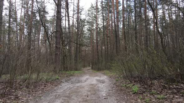 Road in the Forest During the Day Slow Motion alt
