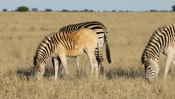 Plains Zebras Grazing In Grassland alt