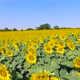 Sunflower aerial - VideoHive Item for Sale