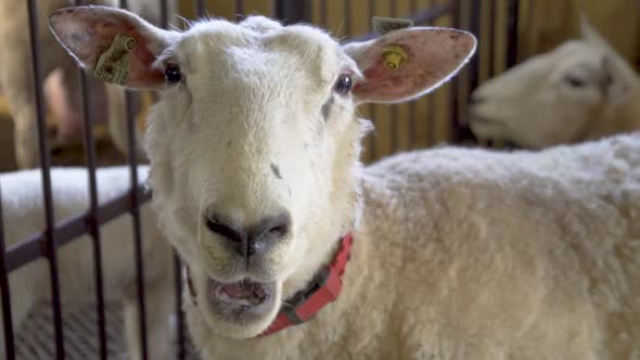 White sheep with red collar looking to camera inside sheep house and eating_slomo alt