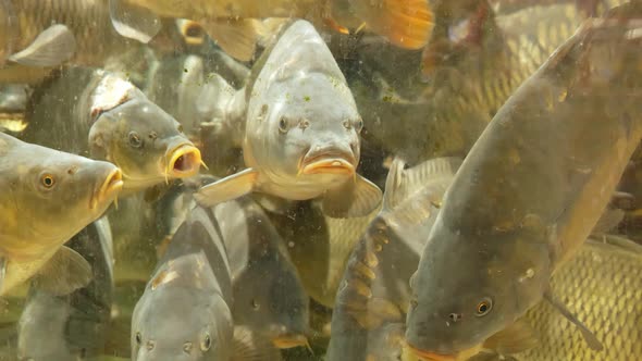 freshwater fish carp in the aquarium close-up slow mo