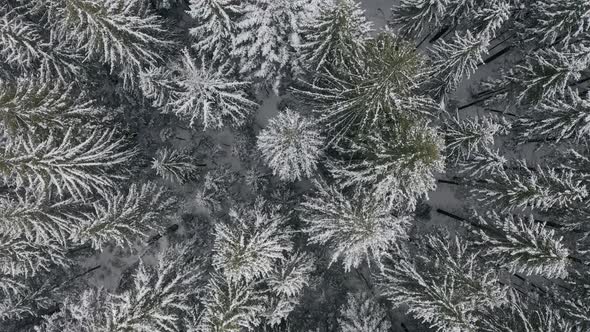 Drone Fly Beautiful Snowy Winter Forest Aerial Top Down Drone View of Winter Mixed Forest alt