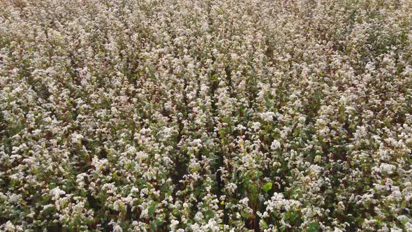 Aerial flying above stunning beautiful fields with buckwheat blossom. Wonderful drone video above wh