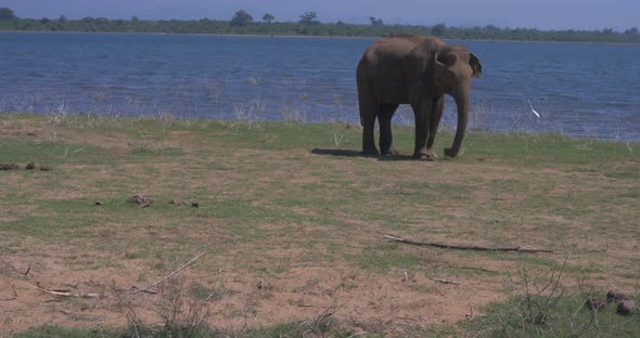 Close Up of Elephants in a Udawalawe National Park of Sri Lanka