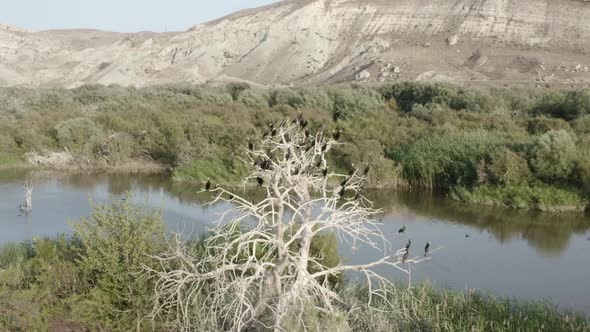 Cormorant Colony Nests on Dry Trees
