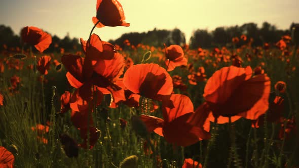 Poppies and cereal plants on a sunny day