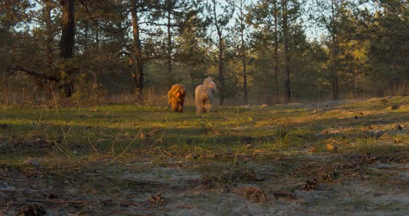 Poodle dogs play with a ball in the forest.