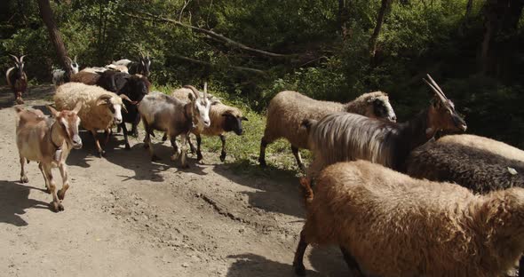 A Flock Of Sheep And Goats Climbs The Mountains. Graze Pets