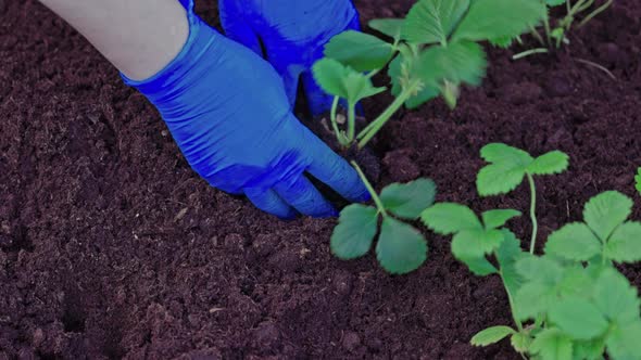 View of hands planting strawberry bush into ground on garden bed. Sweden. alt
