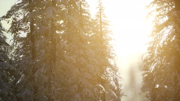 Splendid Christmas Scene in the Mountain Forest. Colorful Winter Sunrise alt