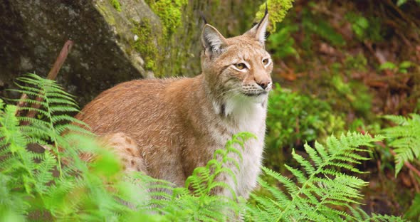 Lynx Sitting Amidst Plants in Forest