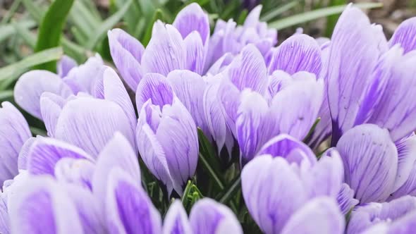 Garden with Spring Flowers