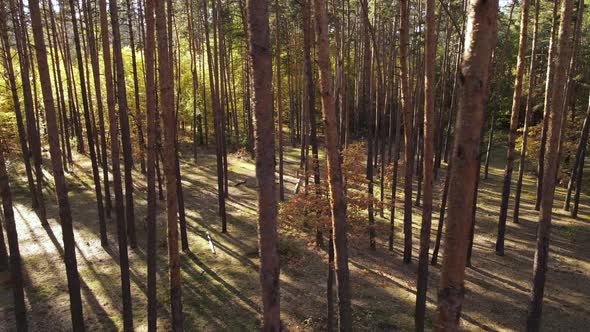 Autumn Forest Landscape with Trees By Day alt