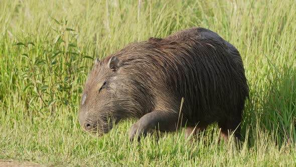 Extreme close up shot of a wild furry capybara, hydrochoerus hydrochaeris grazing on green grassy fi alt