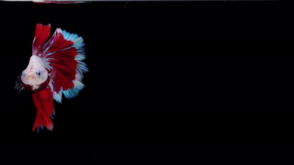 Siamese fighting fish (Betta splendens) alt