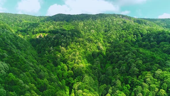 Forest Aerial Shot