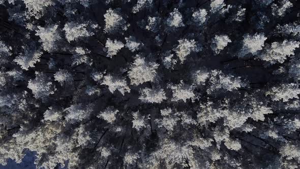 Winter Nature Concept alt