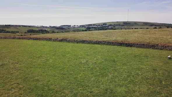 Aerial launch over a grassy livestock pasture with a sheep and a stone wall in Dartmoor, UK alt
