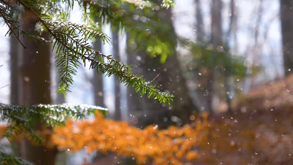 Falling snow flakes in the forest. Slow motion. Macro snow particles in the sun light in autumn  alt