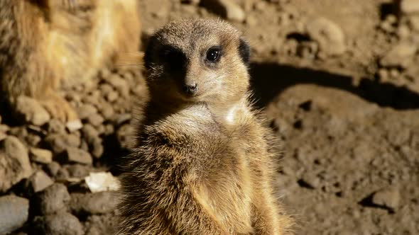 Meerkats Suricatas in the Desert alt