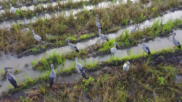 Asian openbill search for food in the paddy field alt