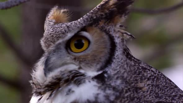 Tight shot of great horned owls head swiveling and hooting alt