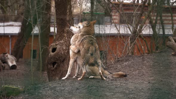 Two Beautiful Wolves Playing Behind Bars in the Zoo alt