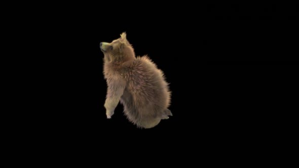 176 Bear Standing React Death Forward HD alt