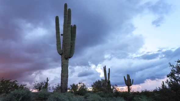 Saguaro Cactus and Storm Clouds