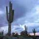 Saguaro Cactus and Storm Clouds - VideoHive Item for Sale